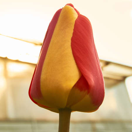 Spring in Siberia, blooming tulipsの写真素材
