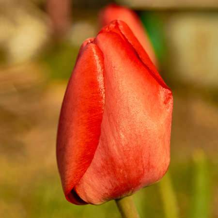 Spring in Siberia, blooming tulipsの写真素材