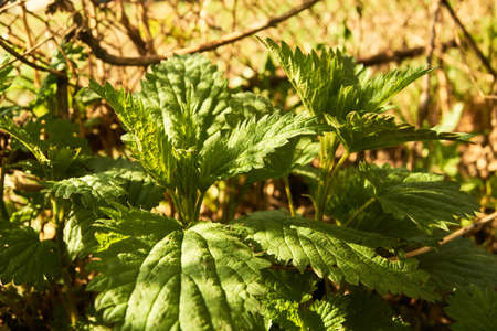 Spring in Siberia, stinging nettleの写真素材