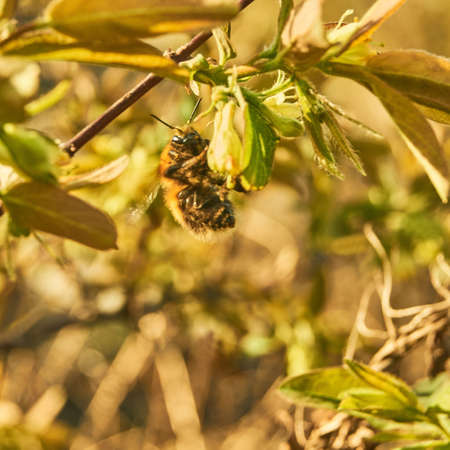 Spring in Siberia, bumblebee on blooming honeysuckleの写真素材