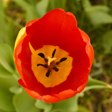 Spring in Siberia, blooming tulipsの写真素材