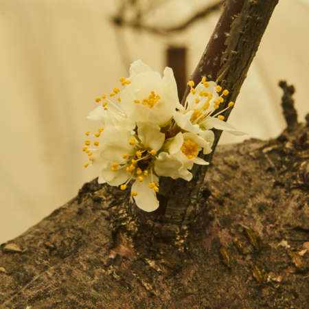 Spring in Siberia, flowering plumの写真素材