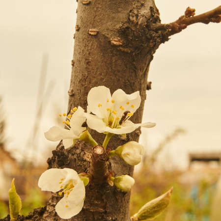 Spring in Siberia, flowering plumの写真素材