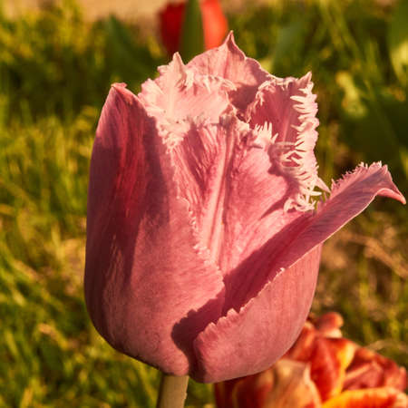 Spring in Siberia, blooming tulipsの写真素材