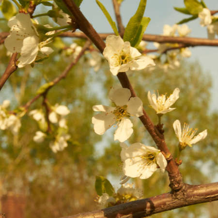 Spring in Siberia, flowering plumの写真素材