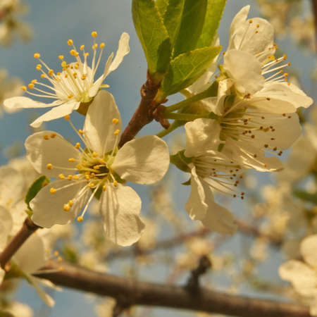 Spring in Siberia, flowering plumの写真素材