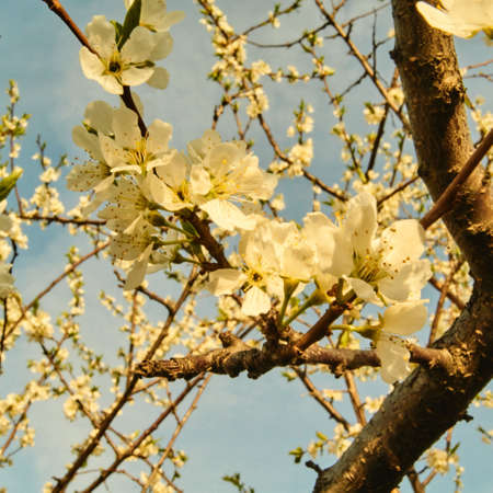 Spring in Siberia, flowering plumの写真素材