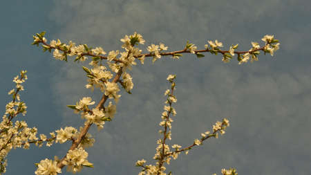 Spring in Siberia, flowering plumの写真素材