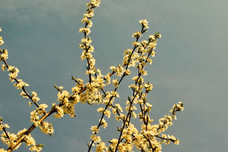 Spring in Siberia, flowering plumの写真素材