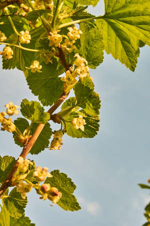 Spring in Siberia,の写真素材