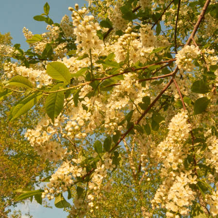Spring in Siberia,の写真素材