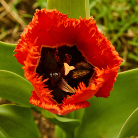 Red Terry Tulipの写真素材