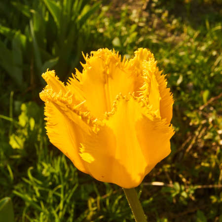 Spring in Siberia, a tulipの写真素材