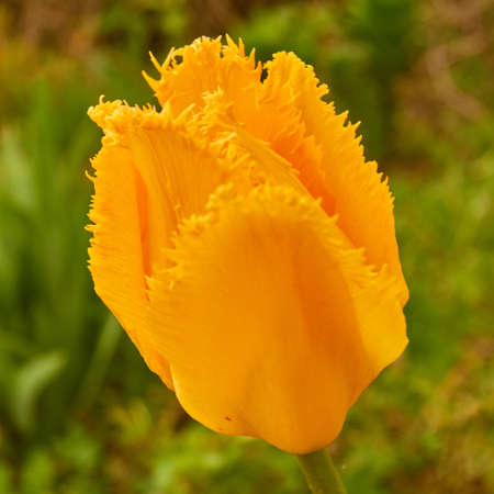 Spring in Siberia, a tulipの写真素材