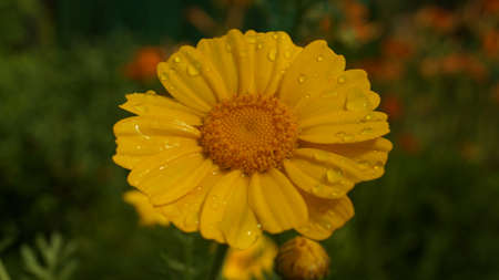 flowers on a summer day after rainの写真素材