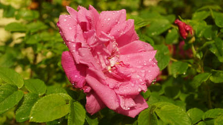 flowers on a summer day after rainの写真素材
