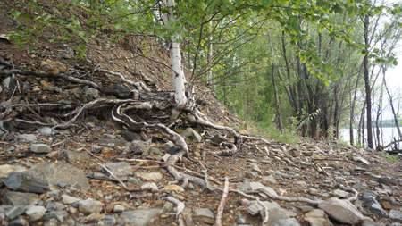 tree on the river bank