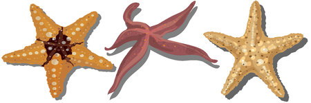 Realistic Colorful Starfish Set in White Background. Vector Illustrationのイラスト素材