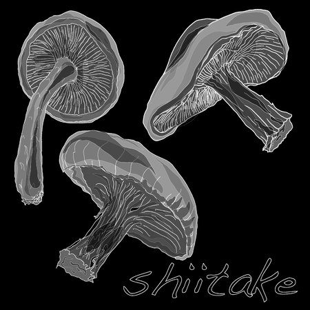 Shiitake mushroom vector illustration isolatedのイラスト素材