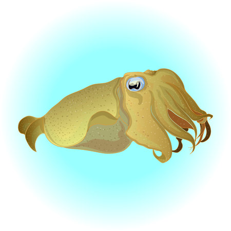 Cuttlefish vector drawing. Edible marine mollusk with tentacles isolated on white background.のイラスト素材