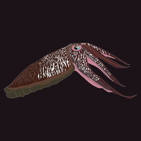 Cuttlefish vector drawing. Edible marine mollusk with tentacles isolated on dark background.のイラスト素材