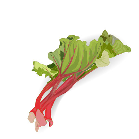 Rhubarb vector set isolatedのイラスト素材