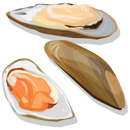 Mussels vector illustration on white backgroundのイラスト素材