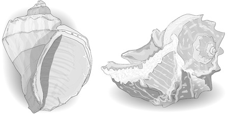 Seashell vector collection isolated on the white backgroundのイラスト素材
