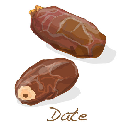 Dates isolated on white background. Vector.のイラスト素材