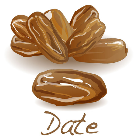 Date fruit. Dry date fruit isolated. Vector illustration.のイラスト素材