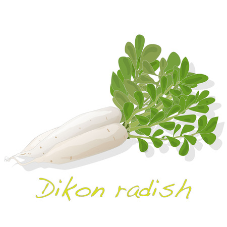 White radish. Dikon. Isolated on white background. Vector illustration.のイラスト素材