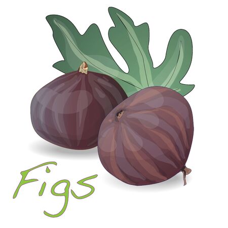 Fresh figs isolated on white. Vector illustration7のイラスト素材