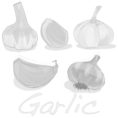 Garlic isolated on white background vector illustrationのイラスト素材