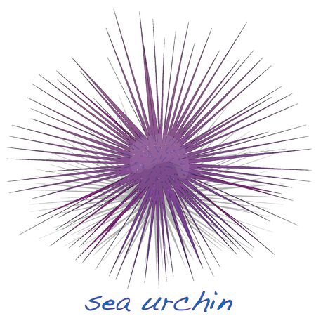 purple sea urchin isolated white backgroundのイラスト素材