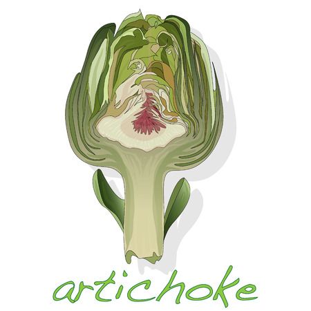 artichoke vector isolated on white backgroundのイラスト素材