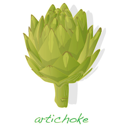 artichoke vector isolated on white backgroundのイラスト素材