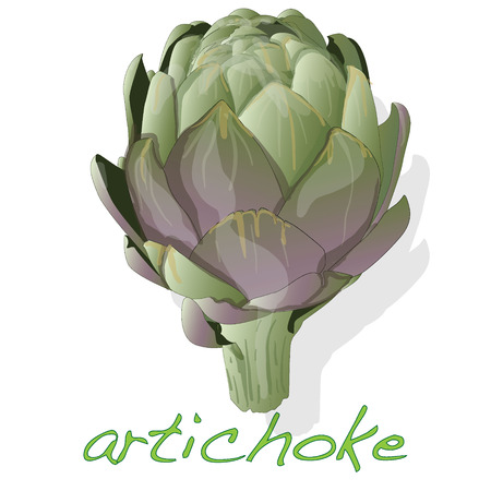artichoke vector isolated on white backgroundのイラスト素材