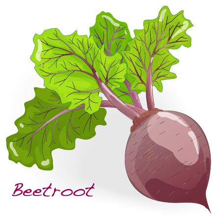 Fresh beetroot with leaves isolated on white. Vector.のイラスト素材