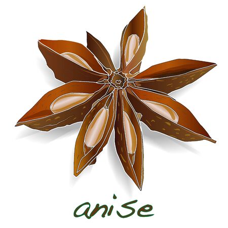 Star anise spice fruit and seeds isolated on white background vectorのイラスト素材