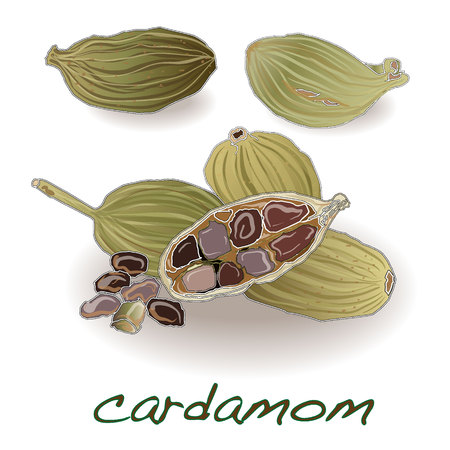 Organic Green or True cardamom (Elettaria cardamomum) with seeds isolated on white background. Vector.のイラスト素材