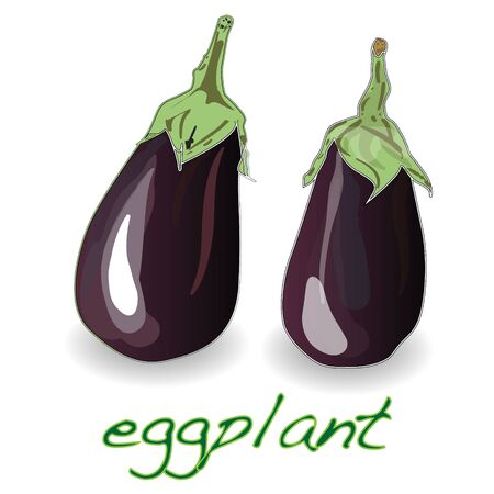 Eggplant or aubergine vegetable vector isolated on white backgroundのイラスト素材