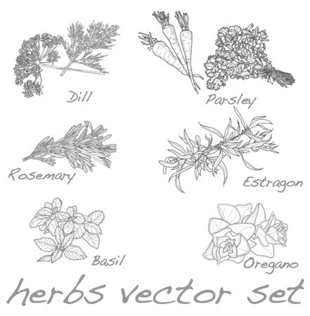 herbs vector set isolatedのイラスト素材