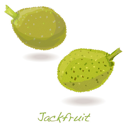 Jackfruit vector isolated on white backgroundのイラスト素材