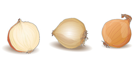 onion isolated vector on white backgroundのイラスト素材