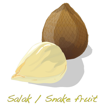 Salak / Snake fruit isolated vectorのイラスト素材