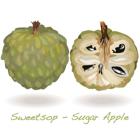 Sugar Apple (custard apple, Annona, sweetsop) vector on white backgroundのイラスト素材