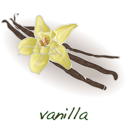 Vanilla pods and flower vector isolated on white backgroundのイラスト素材