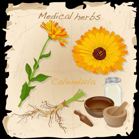 Medical herbs collection. Calendula vector illustration isolated.のイラスト素材