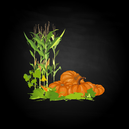 Seasonal background with plump pumpkins, corn and leavesのイラスト素材
