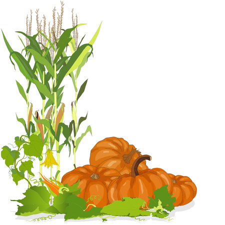 Seasonal background with plump pumpkins, corn and leavesのイラスト素材